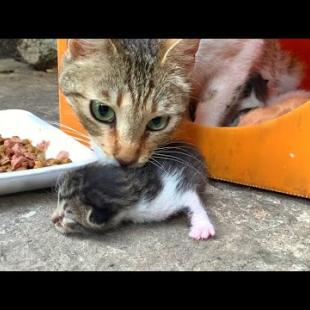 Mother cat compassion: This is how she brought back the escaped little kitten
