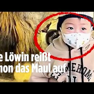 [독일 Bild紙] Löwin will 1-Jährigen in Zoo verspeisen | China