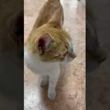 The young orange kitten in the passage meows beautifully #shorts #catshorts #cat #cats #catvideos