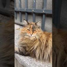 The Cat Has Officially Declared Its Kingdom 😹#shorts #cat #catvideos #animals #cute  #kitten