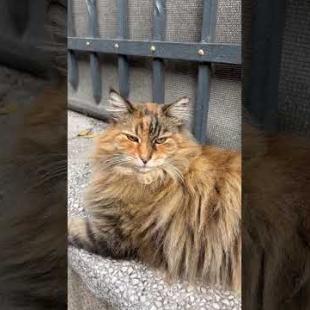 The Cat Has Officially Declared Its Kingdom 😹#shorts #cat #catvideos #animals #cute  #kitten