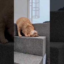 狭いけどどうしてもゴロンゴロンしたい猫 #ImpressedCatVideo #catisland #猫