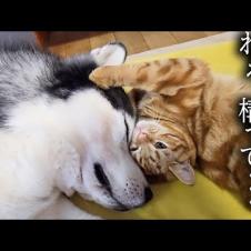 元気になった犬にかまってほしい子猫がこうなりました...