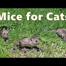 Cat TV : Mice for Cats to Watch ~ Mouse Squeaking for Cats  🐭 8 HOURS 🐭