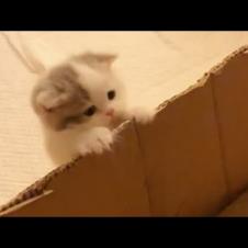 That Little Escape Kitten