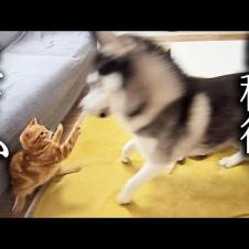 子猫とハスキー犬についにこの日がやってきました