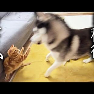 子猫とハスキー犬についにこの日がやってきました