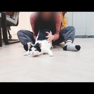 아빠가 부르면 무슨 일이 있어도 가야 하는 고양이🤣🤣 A cat that must go unconditionally when dad calls