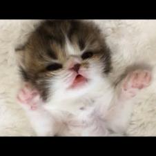 Baby Kitten Pink Toe Beans 🐾