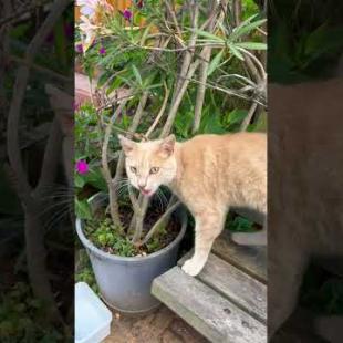 This isn't meow, it's clearly speaking! 😹📢💬 #short #straycat #talkingcat #cutecat #catlover #cat