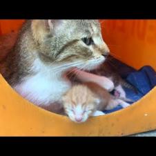 Homeless mother cat feeds her hungry kittens