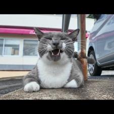 雨上がりの港に行くと駐車場に猫達が寝転んでいました