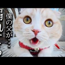 水場で犬が溺れてると思って猫がとった行動がこちらです...