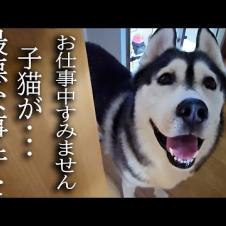 仕事してたらハスキー犬が何かを伝えにきたのでついて行くと猫が...