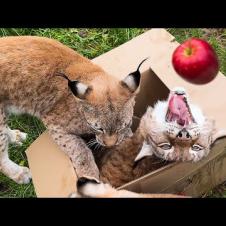 Реакция РЫСЕЙ на КОРОБКУ с ФРУКТАМИ / Не повезло с котятами?