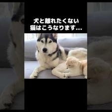 犬と離れたくない猫はこうなります。笑#shorts