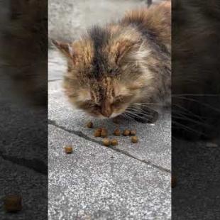 Tabby cat only concentrated on food #catshorts #shorts #cats #cat #kitten #catlover #catvideos