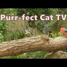 Cat TV Show ~ Purr-fect Videos for Cats to watch Birds