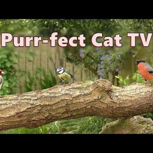 Cat TV Show ~ Purr-fect Videos for Cats to watch Birds