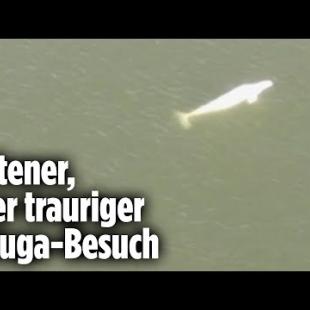 [독일 Bild紙] Beluga-Wal verirrt sich vor Paris | Seine