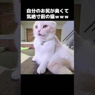 自分のお尻が臭すぎて気絶寸前の猫...笑#shorts