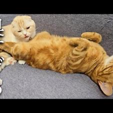 子猫のお尻をくんくんしたら臭すぎて気絶寸前の猫がこちら...