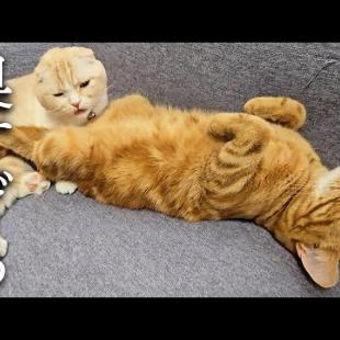 子猫のお尻をくんくんしたら臭すぎて気絶寸前の猫がこちら...