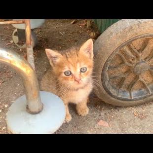 😺🎬 Mini Wrestlers in Action! Funny and Super Cute Kitten Match