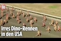 [독일 Bild紙] Hunderte Menschen rennen als T-Rex verkleidet um die Wette
