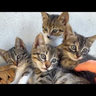 Tiny hungry kittens drink milk from mother cat