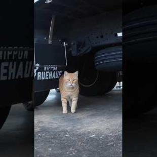 トラックの下にいた猫がモフられに出てきた