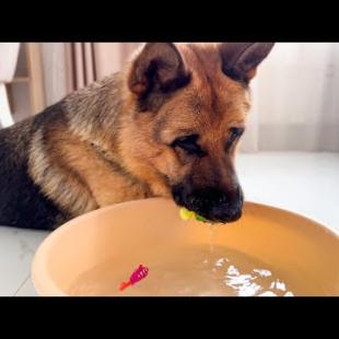 Funny German Shepherd is Trying to Catch a Fish