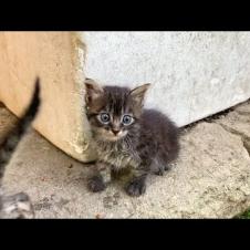 😿💞 Hungry and Abandoned Kittens Await Hope in a Quiet Corner of the Park