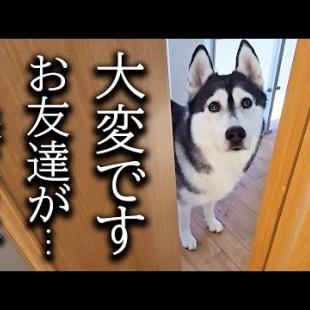 突然のお友達の訪問に大喜びの犬と猫がこちら...