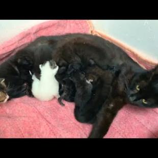 A white kitten among the jet-black mother cat and black kittens will surprise you