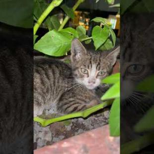 Invisible Meow! Kitten Hiding in Ivy 😿✨” #shorts #cats #cat