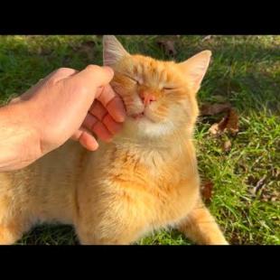 Orange male cat wants affection more than food