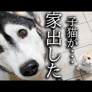子猫が家出したと思い必死に探す犬と先住猫がこちら...
