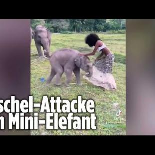 [독일 Bild紙] Baby-Elefant verliebt sich in Model Megan | Thailand