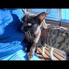 フェリー待ちの港で猫たちが集まってきて隣にちょこんと座ってくれた…猫島の優しい奇跡