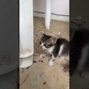 He's asking for help with his little heart... Don't miss it! 😭🐾#shorts, #cat, #kitten #cute #animals