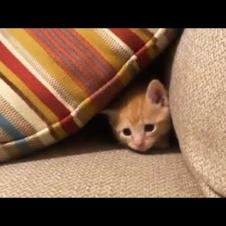 Kitten Loves To Play hide and seek #Shorts