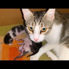 Kittens with their eyes not yet opened meet their mothers, warm family portrait