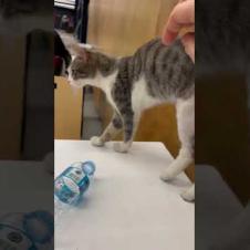 Grey male cat won't leave our table, meow #shorts #kitten #cute #animals #cat #kitten #animals#cats