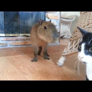 Capybara and Cats!