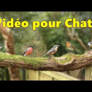 Vidéos pour chats oiseaux à observer ~ Pequeños pájaros de jardín