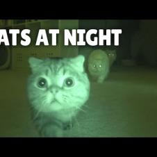 Cats vs Night