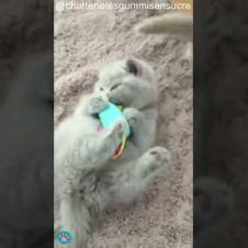 Kitty Totally Obsessed With His Blue Mouse