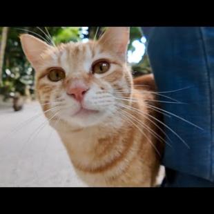 並木道を歩いていたら猫がこっちに駆け寄ってきた