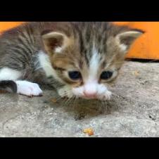 💞🐾 "Where Are You, Mother Cat? The Kittens' Touching Call Is Going Viral!